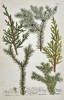 Johann Wilhelm Weinmann (1683–1741) – Botanical Study of Juniper Species (Juniperus) – Engraving with hand-coloring (c. 1737)