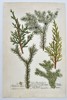 Johann Wilhelm Weinmann (1683–1741) – Botanical Study of Juniper Species (Juniperus) – Engraving with hand-coloring (c. 1737)