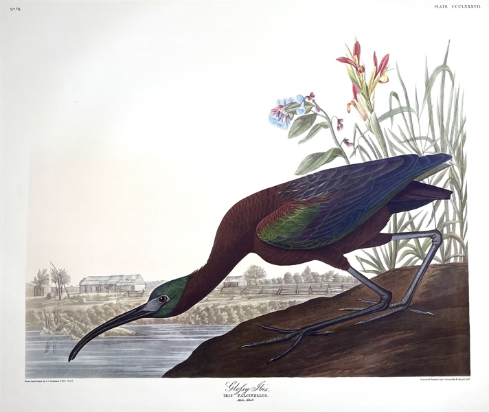 John James Audubon - Birds Of America Double Elephant Folio - Glosy Ibis - Ibis Falcinellus