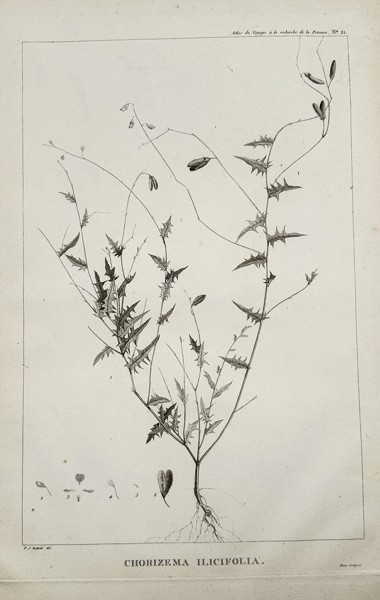 Pierre-Joseph Redouté (1759–1840) – Chorizema ilicifolia (Holly-leaved Chorizema) – Engraving (c. 1799)