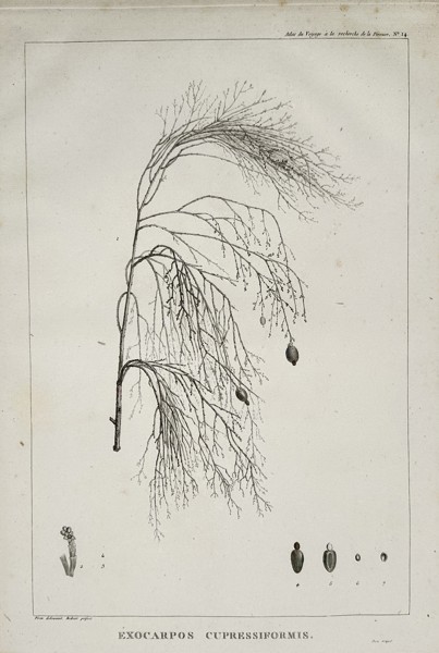 Pierre-Joseph Redouté (1759–1840) – Exocarpos cupressiformis (Cherry Ballart) – Engraving (c. 1799)
