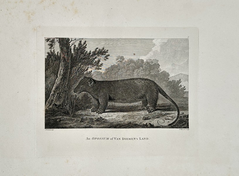 John Webber (1751–1793) – An Opossum of Van Diemen's Land – Large Folio Engraving (1784)