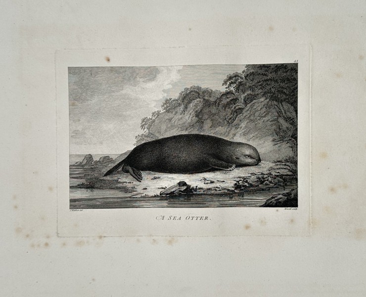 John Webber (1751–1793) – A Sea Otter – Large Folio Engraving (1784)