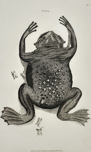 George Shaw (1751–1813) – Pipa – Engraving (1811)