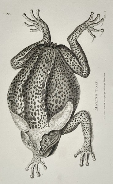 George Shaw (1751–1813) – Marine Toad – Engraving (1801)