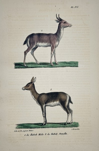 Jean-Baptiste Meunier (1786–1858) – The Male Rhibok and The Female Rhibok – Hand-colored lithograph (1832)