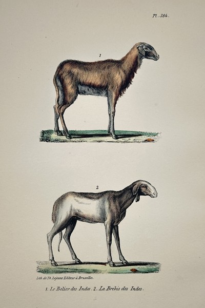 Jean-Baptiste Meunier (1786–1858) – Ram of the Indies and Ewe of the Indies – Hand-colored lithograph (1832)