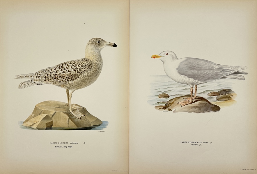 Von Wright brothers - Set of 2 Bird Prints from "Svenska fåglar" - Larus Hyperboreus - Hvittrut - Glaucous Gull