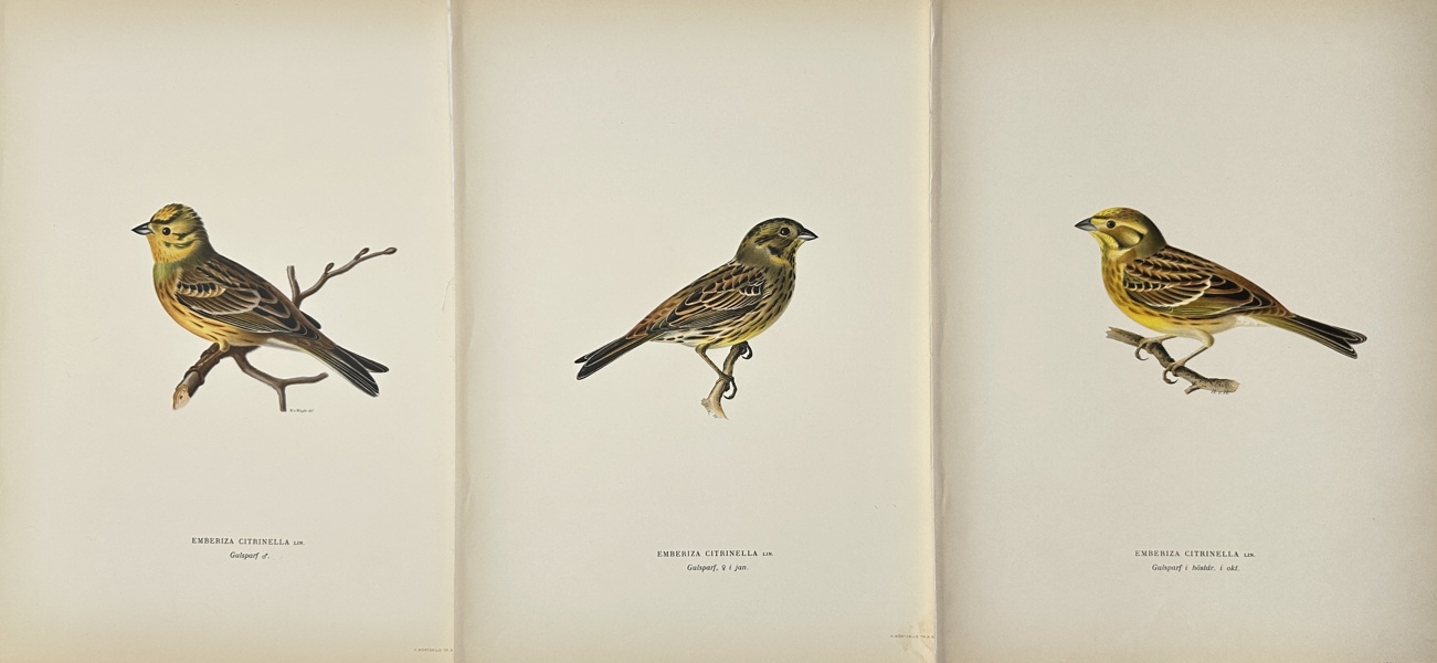 Von Wright brothers - Set of 3 Bird Prints from "Svenska fåglar" - Emberiza Citrinella - Gulsparv - Yellowhammer