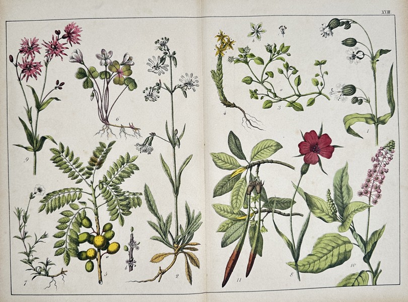 Jacob Sturm (1771–1848) – Botanical Illustrations of Root Systems– Engraving with hand-coloring (c. 1796–1850)