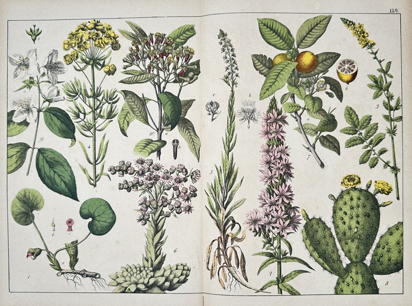 Jacob Sturm (1771–1848) – Botanical Illustrations from Deutschlands Flora – Engraving with hand-coloring (c. 1796–1850)