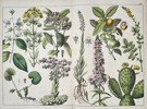 Jacob Sturm (1771–1848) – Botanical Illustrations from Deutschlands Flora – Engraving with hand-coloring (c. 1796–1850)