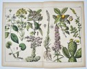 Jacob Sturm (1771–1848) – Botanical Illustrations from Deutschlands Flora – Engraving with hand-coloring (c. 1796–1850)