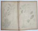 Jacob Sturm (1771–1848) – Botanical Illustrations from Deutschlands Flora – Engraving with hand-coloring (c. 1796–1850)