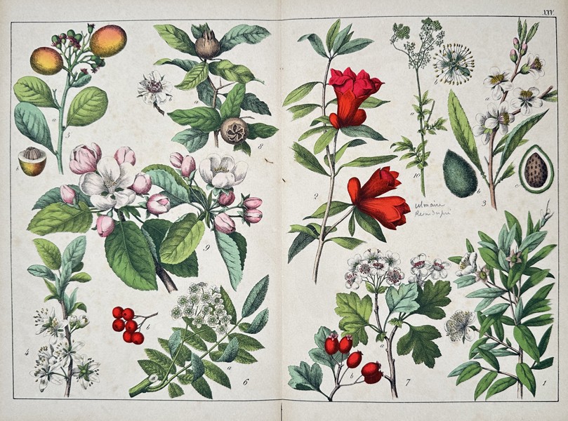 Jacob Sturm (1771–1848) – Illustrations from Deutschlands Flora – Engraving with hand-coloring (c. 1796–1850)