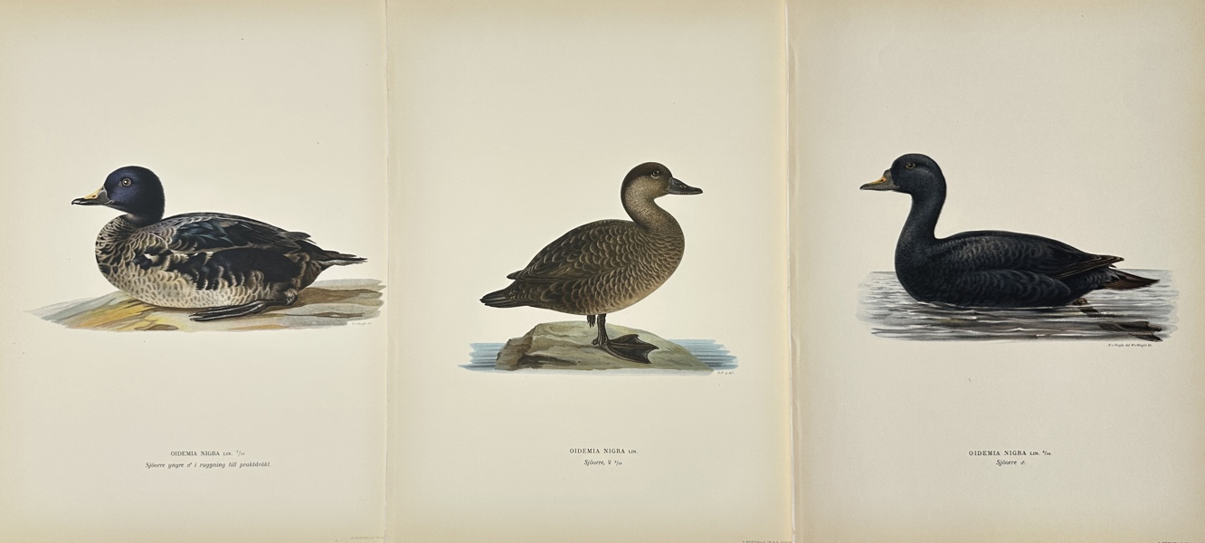 Von Wright brothers - Set of 3 Bird Prints from "Svenska fåglar" - Oidemia Nigra - Sjöorre - Common Eider