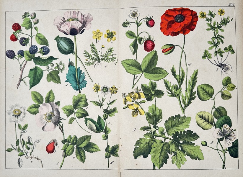Jacob Sturm (1771–1848) – Botanical Flowering Plants from Deutschlands Flora – Engraving with hand-coloring (c. 1796–1850)