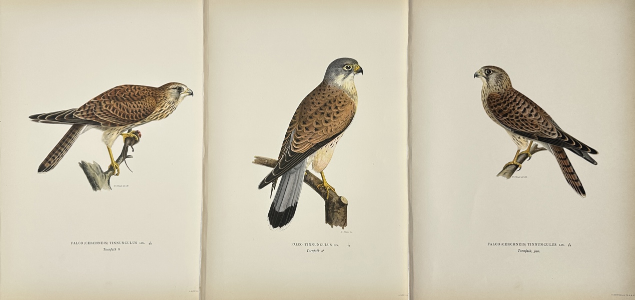 Von Wright brothers - Set of 3 Bird Prints from "Svenska fåglar" - Falco Tinnunculus - Tornfalk - Common Kestrel