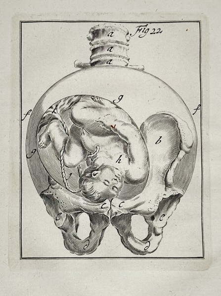 Philibert Bouttats (c. 1650–1731) – The Fetus in Utero, Figure 22 – Engraving (c. 1718)