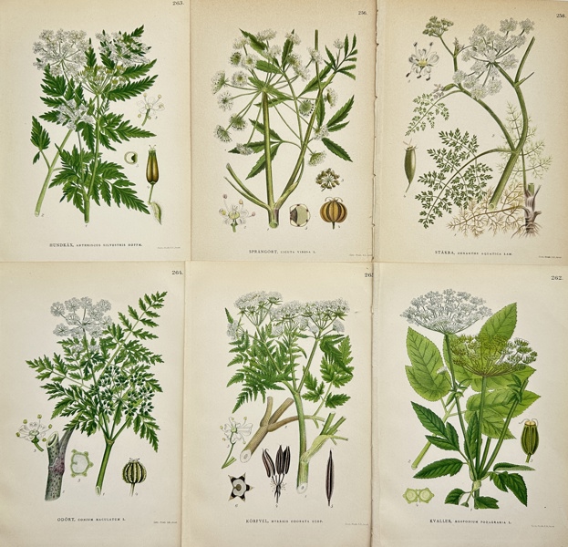 Carl Lindman (1856-1928), Nordens Flora - Set of 6 Botanical Prints - Cicuta Virosa - Myrrhis Odorata - Oenanthe Aquatica