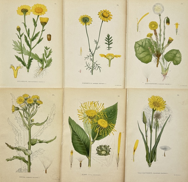 Carl Lindman (1856-1928), Nordens Flora - Set of 6 Botanical Prints - Anthemis Tinctoria - Inula Helenium - Cineraria Palustris