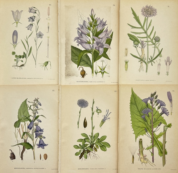 Carl Lindman (1856-1928), Nordens Flora - Set of 6 Botanical Prints - Campanula Latifolia - Globularia Vulgaris - Mulgedium Alpinum