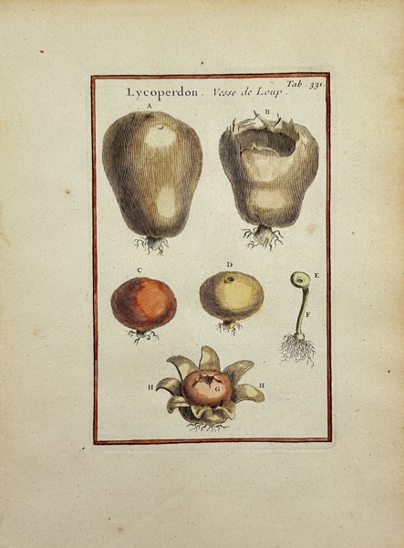 Joseph Pitton de Tournefort after Claude Aubriet - Hand-coloured Engraving - Lycoperdon - Vessede Loup - Wolf's Puffball - Mushroom