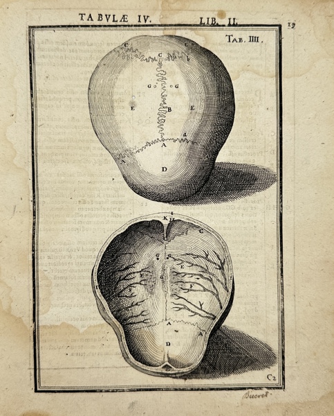 Adriaan van den Spiegel (XVII) & Giulio Casseri - De humani corporis fabrica liber decem - Human Anatomy - Human Head - Skull