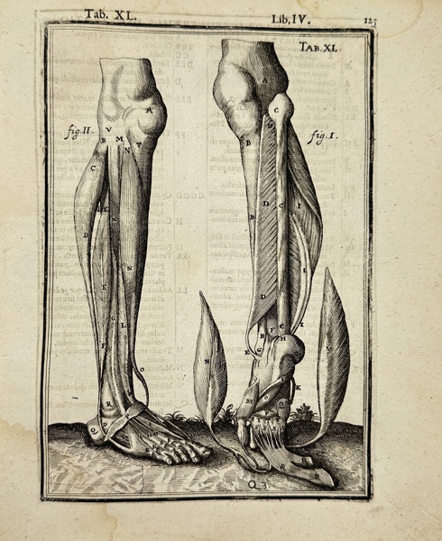 Adriaan van den Spiegel (XVII) & Giulio Casseri - De humani corporis fabrica liber decem - Human Anatomy - Leg muscles - Foot & Leg