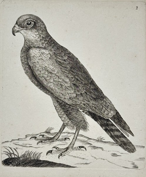 Unknown – Sparrowhawk (Plate 2) – Engraving (c. 1766)