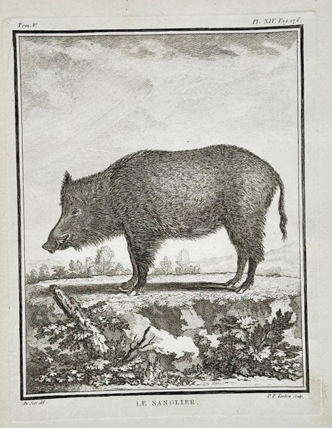 Georges-Louis Leclerc, Comte de Buffon (1707–1788) – Le Sanglier (The Wild Boar) – Engraving (c. 1760)