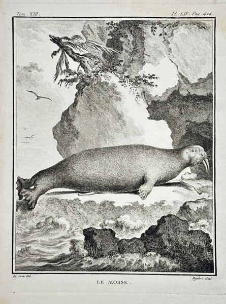 Georges-Louis Leclerc, Comte de Buffon (1707–1788) – Le Pithéque (The Pithecus) – Engraving (c. 1760)