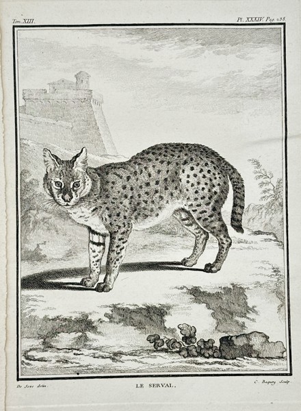 Georges-Louis Leclerc, Comte de Buffon (1707–1788) – Le Serval – Engraving (c. 1760)