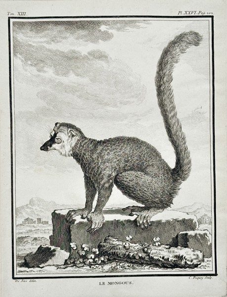 Georges-Louis Leclerc, Comte de Buffon (1707–1788) – Le Mongouz (The Mongoose Lemur) – Engraving (c. 1760)
