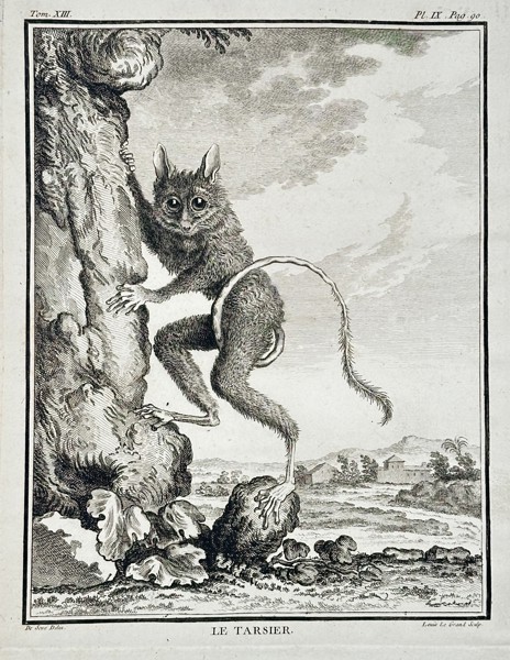 Georges-Louis Leclerc, Comte de Buffon (1707–1788) – Le Tarsier (The Tarsier) – Engraving (c. 1760)