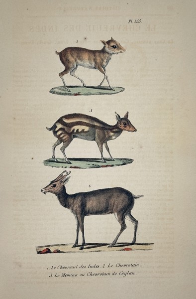 Georges-Louis Leclerc, Comte de Buffon (1707–1788) – Roe Deer of the Indies, Chevrotain, and Meminna – Engraving with hand-coloring (c. 1760)