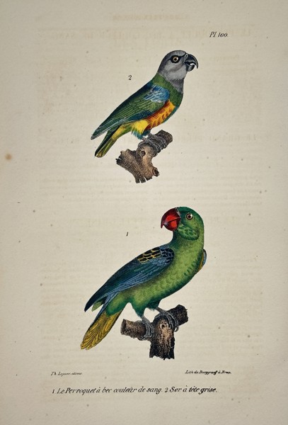 Georges-Louis Leclerc, Comte de Buffon (1707–1788) – Set of 2: Blood-Billed Parrot and Grey-Headed Parrot – Engraving with hand-coloring (c. 1775)