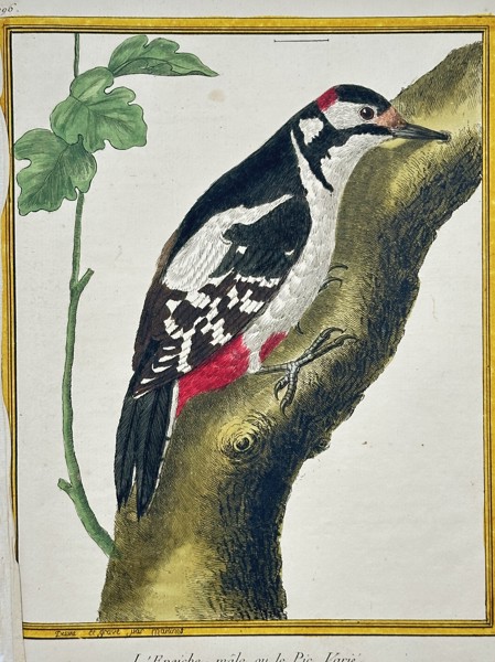 François-Nicolas Martinet (1731–1800) – Le Promerops (The Promerops) – Engraving with hand-coloring (c. 1770)