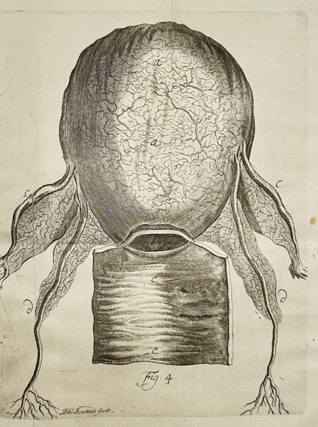 Hendrik van Deventer (1657–1724) – Anatomical Illustration of the Eye – Engraving (c. 1701)