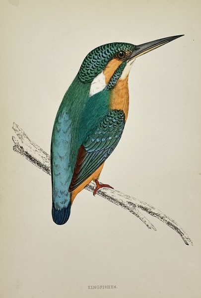 Francis Orpen Morris (1810–1893) – Illustration of Kingfisher – Hand-colored engraving (Circa 1860)