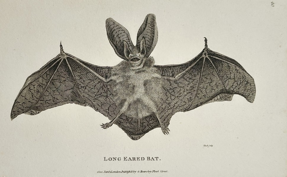 George Shaw (1751–1813) – Long Eared Bat – Engraving (c. 1800)