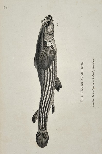 George Shaw (1751–1813) – Four-Eyed Anableps – Engraving (c. 1800)