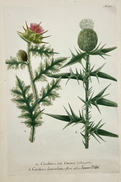 Johann Wilhelm Weinmann (1683–1741) – Сarduus – Engraving with hand-coloring (c. 1760)