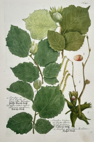Johann Wilhelm Weinmann (1683–1741) – Corylus Sativa – Engraving with hand-coloring (c. 1760)