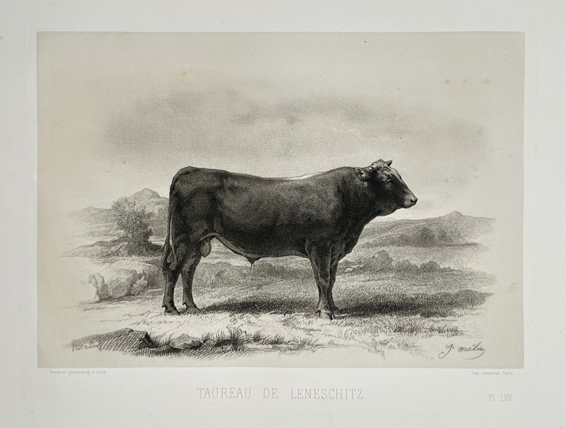 Emile Baudement – Leneschitz's bull – Plate from Les races bovines - Heliogravure on laid paper