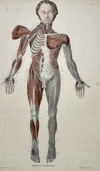 Hilmar Johannes Backer (1838–1915) – Anatomical Overlay for Osteology – Lithograph with hand-coloring (c. 1870)