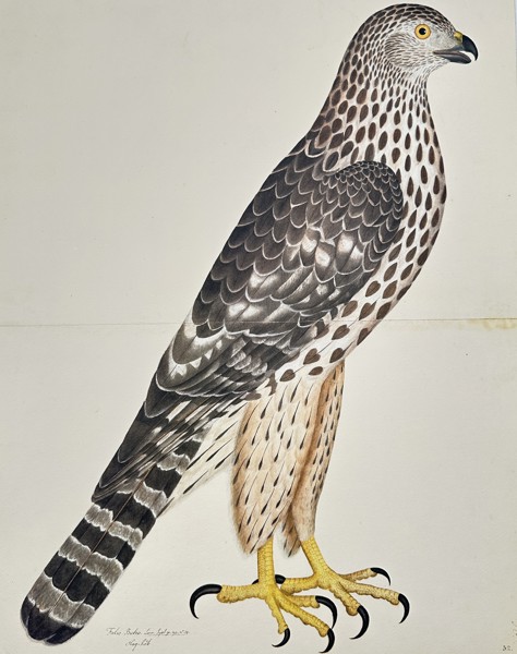 Olof Rudbeck the Younger (1660–1740) – The Honey Buzzard (Falco Buteo, Accipiter Buto) – Facsimile print printed on quality paper (20th Century)
