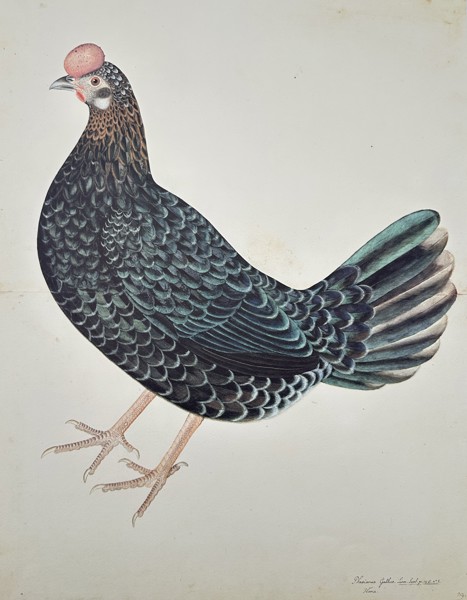 Olof Rudbeck the Younger (1660–1740) – Domestic Fowl (Gallus Linnaei) – Facsimile print printed on quality paper (20th Century)