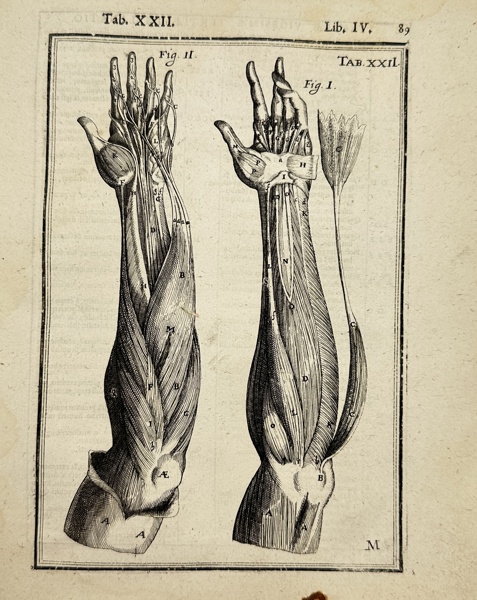 Adriaan van den Spiegel (XVII) & Giulio Casseri - De humani corporis fabrica liber decem - Human Anatomy - Arm muscles 