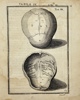 Adriaan van den Spiegel (XVII) & Giulio Casseri - De humani corporis fabrica liber decem - Human Anatomy - Human Head - Skull